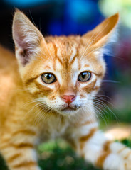 Scared red kitten in the village