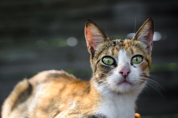 Mom kittens on the background of a fence in the village