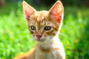 Red little kitten against the sun