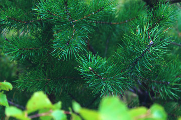 christmas tree