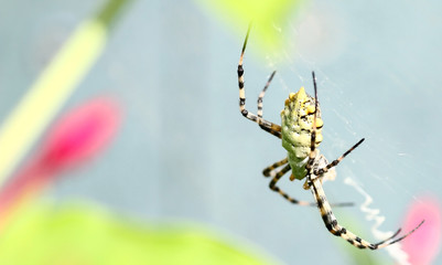 Spider on a web on a delicate background