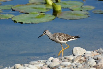 Lesser Yellow Legs sandpiper