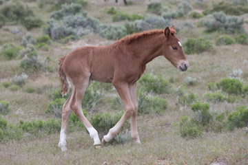 Fototapeta premium Cute Wild Horse Foal in the Utah Desert