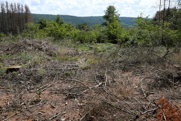 Ausgetrockneter Waldboden nach dem Fällen von abgestorbenen Bäumen im Westerwald - Stockfoto