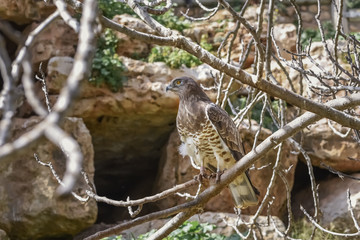 Eurasian Buzzard, Buteo buteo, an opportunistic predator. Birds and wildlife