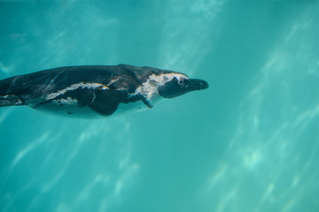 Fototapeta premium Black-footed African penguin under water. Flightless sea-bird with many small feathers and strong wings