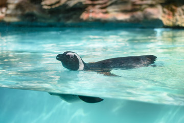 Black-footed African penguin in water. Flightless sea-bird with many small feathers and strong wings