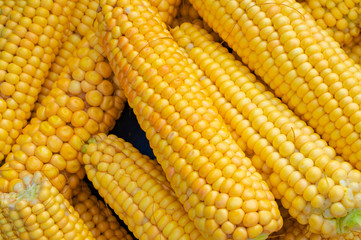 Sweet corn stalks that have been peeled. Corn is a sweet, rich grain that is rich in vitamin A, vitamins B, minerals, dietary fiber and is a source of antioxidants.