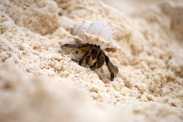 Hermit crab (Pagurus bernhardus) walking with his shell