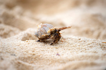 Hermit crab (Pagurus bernhardus) walking with his shell