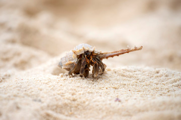 Hermit crab (Pagurus bernhardus) walking with his shell
