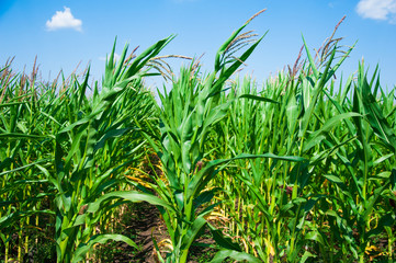 Green corn field