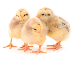 Three yellow chickens.