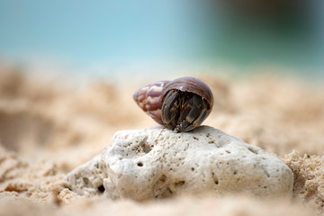 Hermit crab (Pagurus bernhardus) walking with his shell