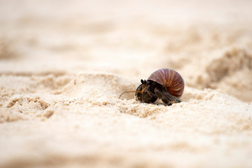 Hermit crab (Pagurus bernhardus) walking with his shell
