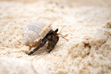 Hermit crab (Pagurus bernhardus) walking with his shell
