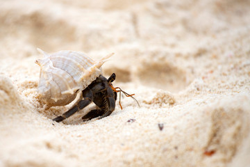 Hermit crab (Pagurus bernhardus) walking with his shell