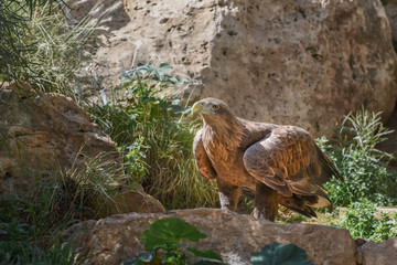White-tailed eagle, Haliaeetus albicilla, gray sea eagle, Eurasian sea eagle, a very large eagle