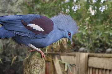 Victoria crowned pigeon, Goura victoria, a large, bluish-grey pigeon with elegant blue lace-like crests, maroon breast, and red irises. Bird Watching