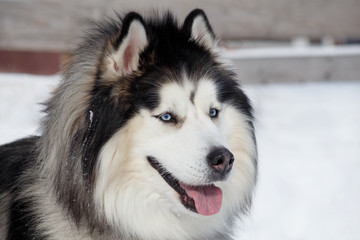 Portrait of siberian husky on a white snow. Close up. Pet animals.