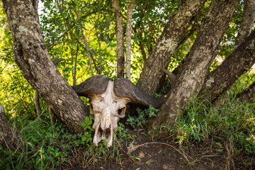 Buffalo's resting place