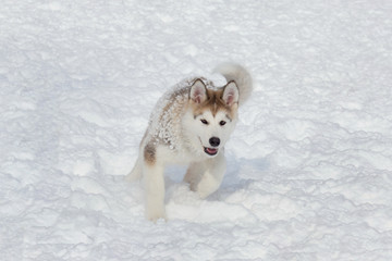 Cute siberian husky puppy is running on a white snow. Three month old. Pet animals.