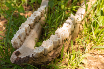 Cropped forgotten Jawbone