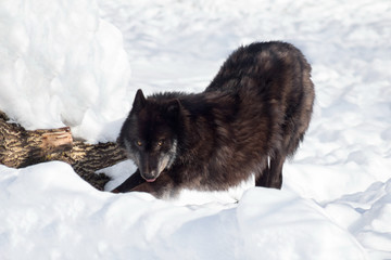 Wild black canadian wolf is standing on a white snow. Canis lupus pambasileus.