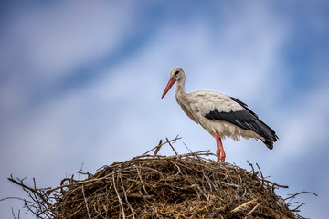 Storch isoliert auf einem Nest stehend vor blauem Himmel mit Wolken 