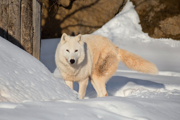 Obraz premium Wild alaskan tundra wolf is standing on a white snow. Canis lupus arctos. Polar wolf or white wolf.