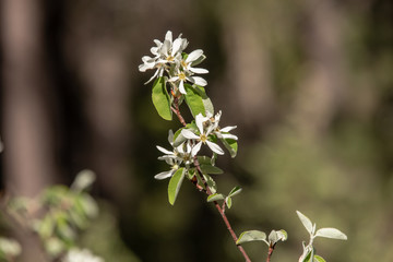 View of Amelanchier, shadbush, shadwood or shadblow against blurred background in the Swiss Alps