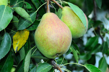 Pear fruit on a background of green tree and pear leaves in the garden