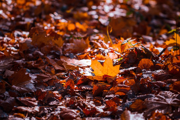 Fallen leaves on the ground. Autumn scene in a city park.