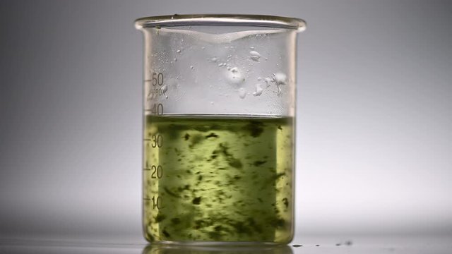 Algae biofuel Research, alternative energy from bio, algae testing in glassware
