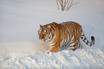 Adult siberian tiger is walking on a white snow. Panthera tigris tigris. Animals in wildlife.