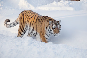 Fototapeta na wymiar Wild siberian tiger is walking on a white snow. Panthera tigris tigris. Animals in wildlife.