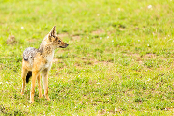 Black-backed Jackal on lookout