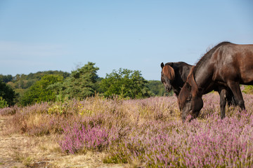 Ponies in der Heide