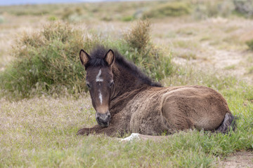 Cute Wild Horse Foal in the Utah Desert