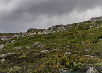 Fototapeta na wymiar reindeers in norwegian wilderness
