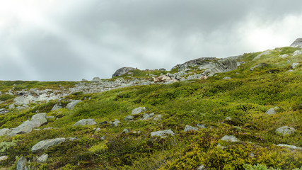 reindeers in norwegian wilderness