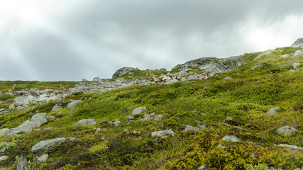 Fototapeta na wymiar reindeers in norwegian wilderness