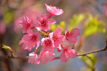 Beautiful cherry blossoms with blue sky background and bokeh. Trees with sakura flowers.