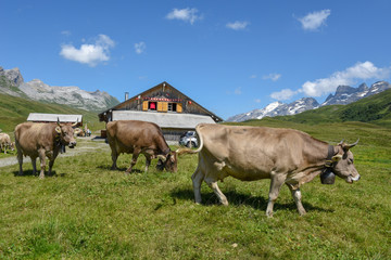 Grazing cows at Melchsee-Frutt in the Swiss alps