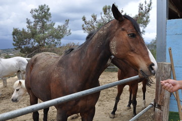 Naklejka premium The beautiful Animal Horse in the natural environment (farm)