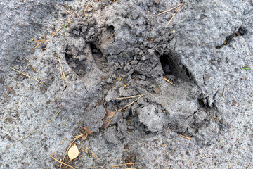 Traces of a wild boar on a sandy forest road. Wild game tracks in the forest.