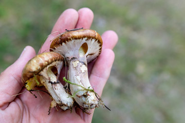 Tasty Suillus Gray on a man's hand. Mushroom picker with found plump mushrooms.
