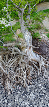 tree with partly washed out roots