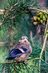 Juvenile fledgling bullfinch (pyrrhula pyrrhula) perched on pine conifer tree branches