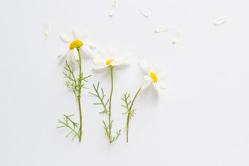 Composition of daises on white background